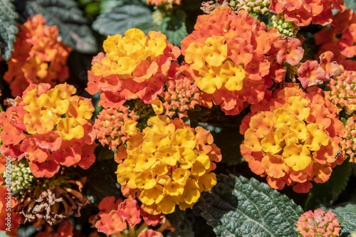 Beautiful colorful Lantana flowers in the foreground