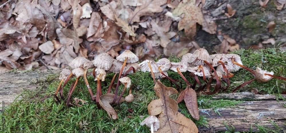 There are several small, non-edible mushrooms on a tree stump. There are several small, non-edible mushrooms on a tree stump.