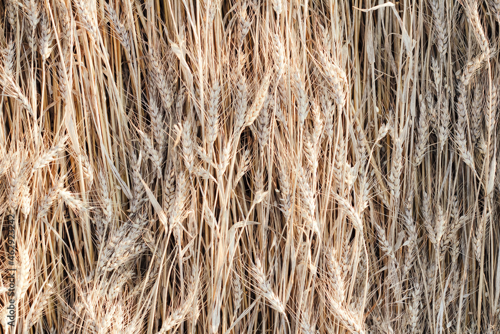 Wheat lies on ground after storm, rainy weather, natural background top view, natural texture above on field Wheat lies on ground after storm, rainy weather, natural background top view, natural texture above on field