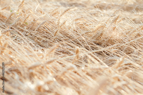 Wheat lies on ground after storm, rainy weather, natural background top view, natural texture above on field