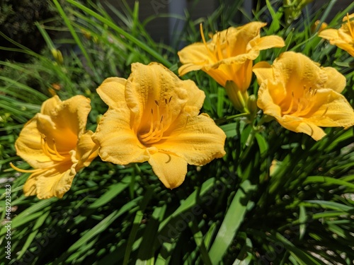 Yellow Daylily Plant