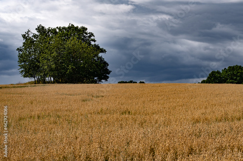 Field of grain with stormy sky.