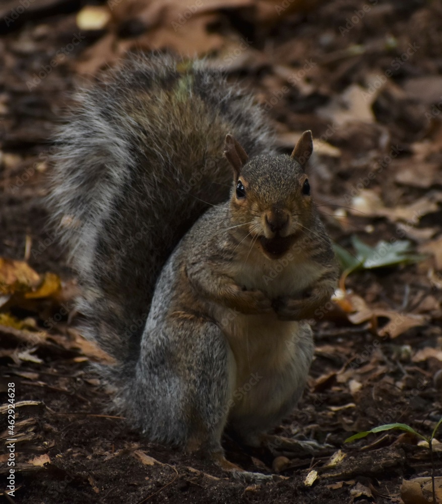 Squirrel in the park.