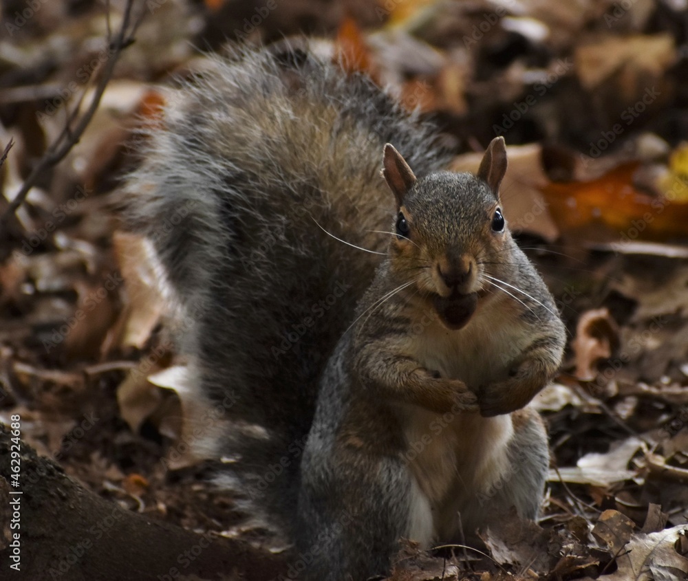 Fototapeta premium Squirrel in the park.
