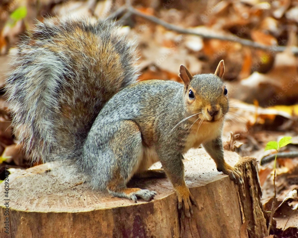 Obraz premium Squirrel in the park.
