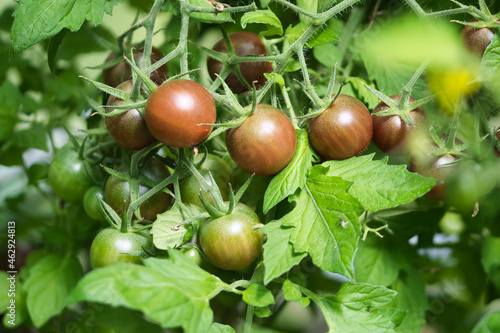 Cocktail tomatoes of Black sweet cherry variety texture close up, ripening dark red and brown fruits growing on hairy vines in an organic  summer garden in the sunlight	