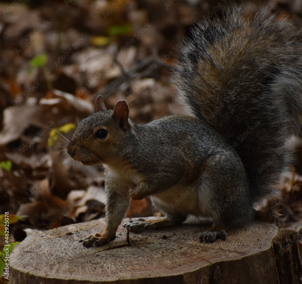 Squirrel in the park. Squirrel in the park.