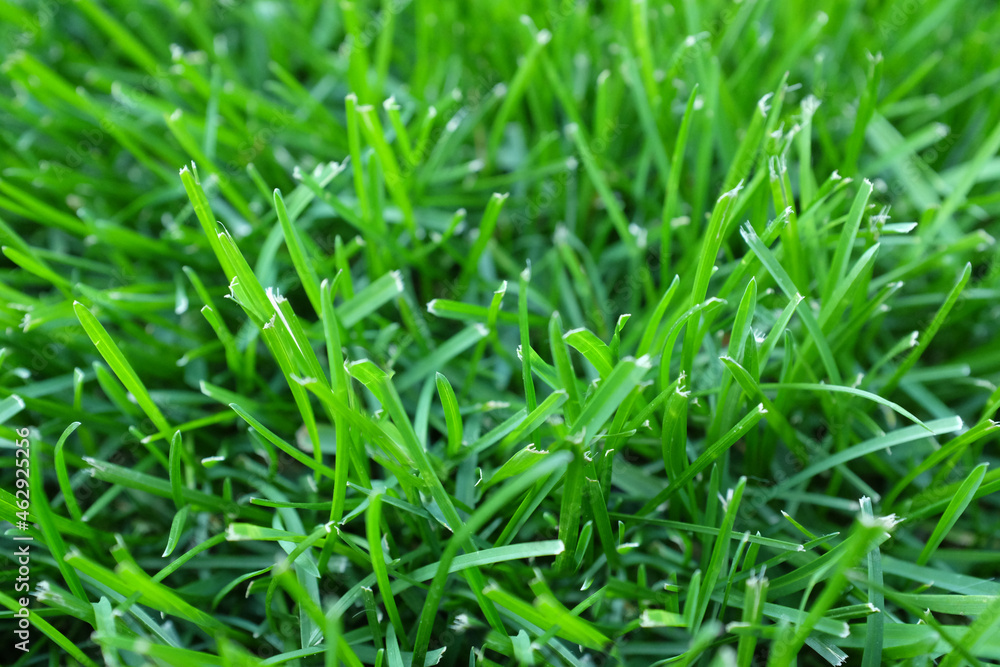 Green grass up close Green grass up close