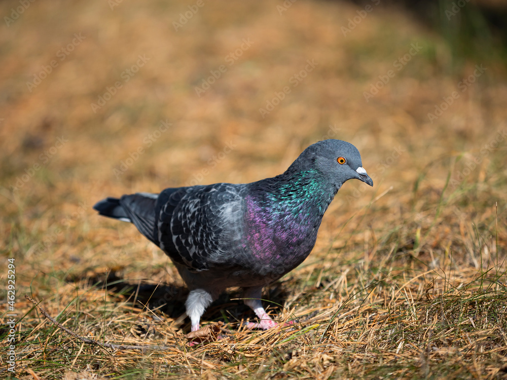 Gray pigeon walks on pine needles in the forest. Gray pigeon walks on pine needles in the forest.