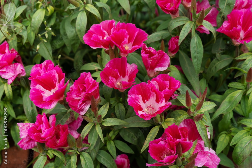 The bright crimson flowers of Godetia grandiflora bloom profusely in the garden in summer. The bright crimson flowers of Godetia grandiflora bloom profusely in the garden in summer.