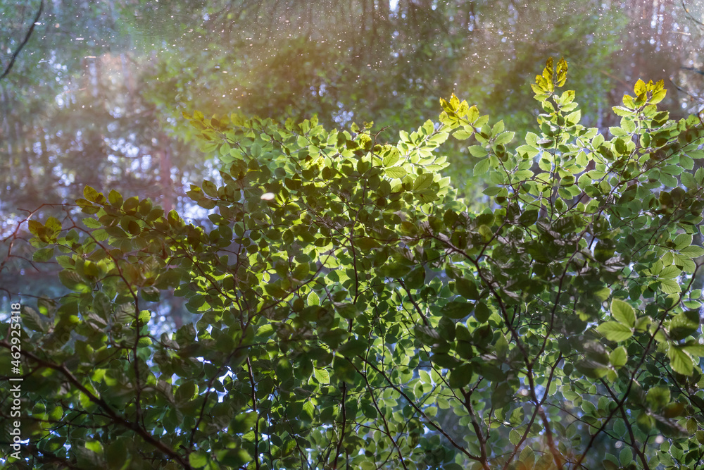 Obraz premium dreamlike summer reflection of green beech leaves in calm water of a remote forest lake