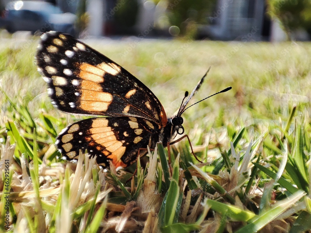 Fototapeta premium butterfly on grass