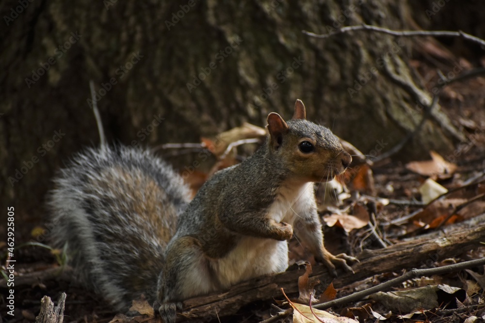Squirrel in the woods Squirrel in the woods