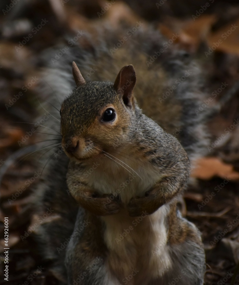Squirrel in the woods Squirrel in the woods