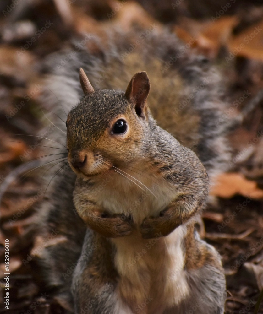 Squirrel in the woods Squirrel in the woods