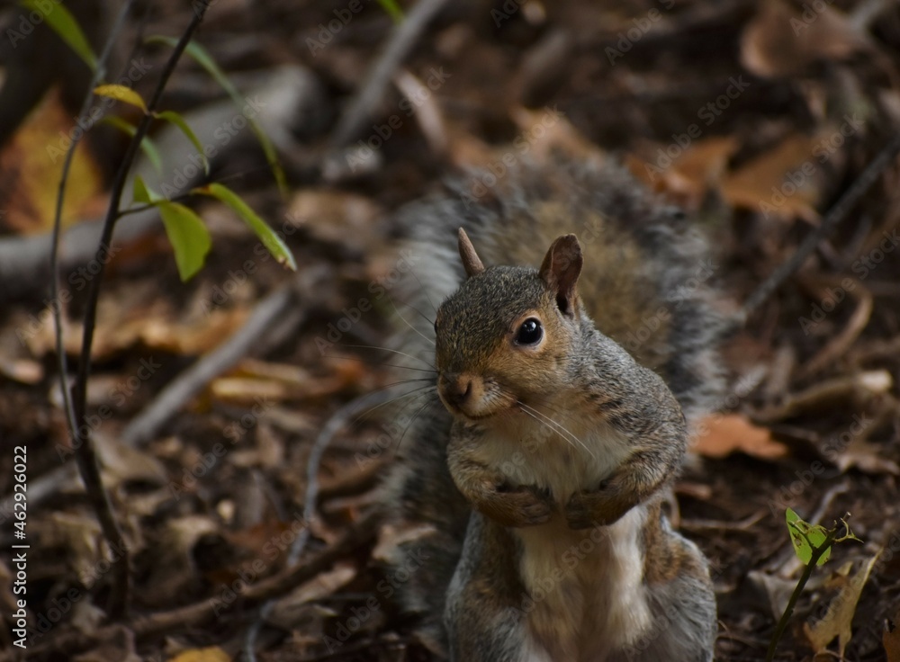 Fototapeta premium Squirrel in the woods