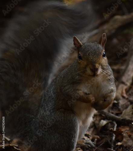 Squirrel in the woods © Jeff N.