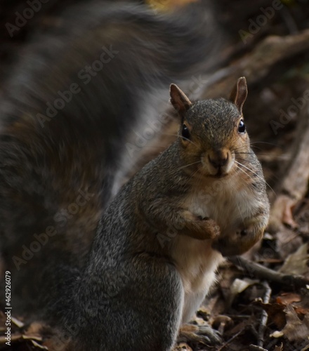 Squirrel in the woods