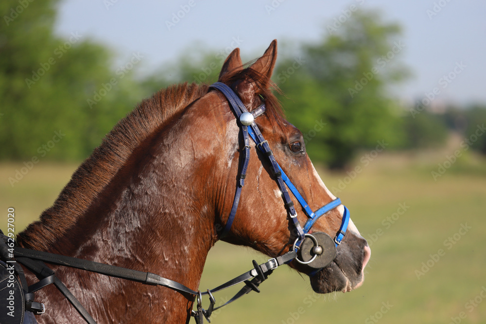 Head shot closeup portrait of a young racehorse Head shot closeup portrait of a young racehorse