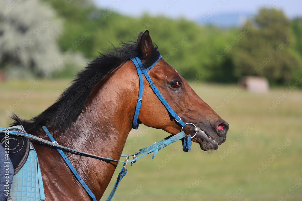 Head shot closeup portrait of a young racehorse Head shot closeup portrait of a young racehorse