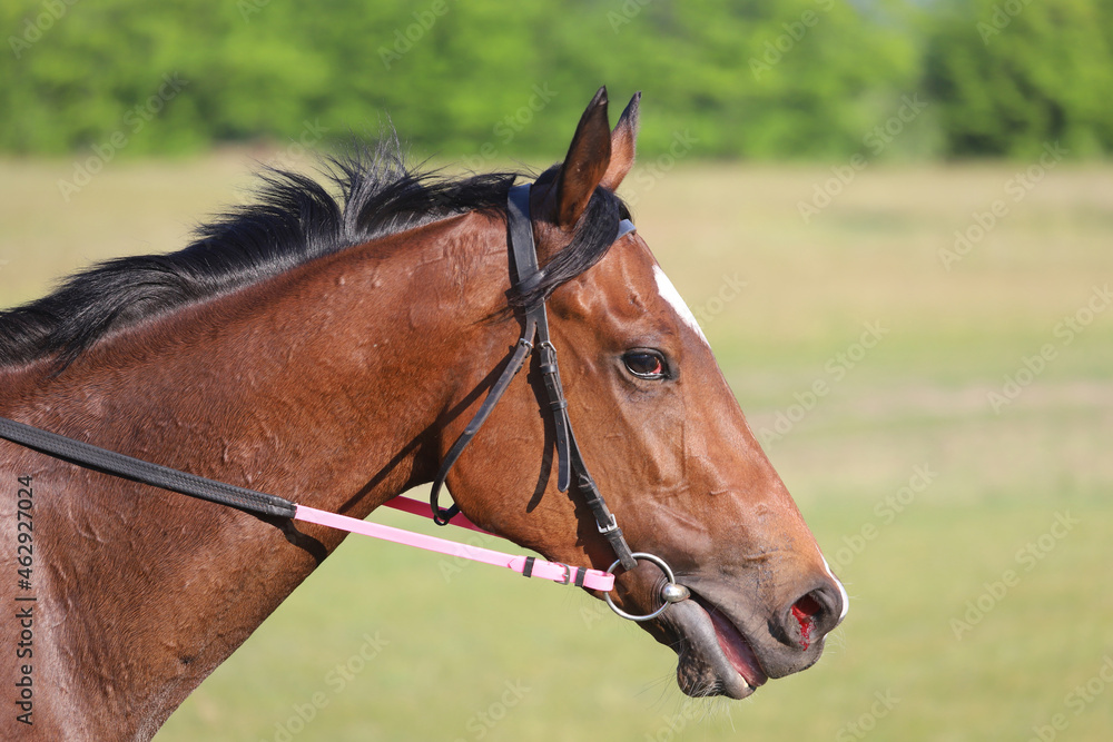 Head shot closeup portrait of a young racehorse