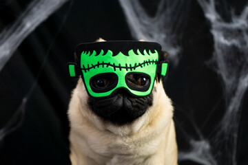 Halloween pug dog dressed in costume and green Frankenstein mask sits on a black background with spider webs and place for text. halloween animal carnival concept.