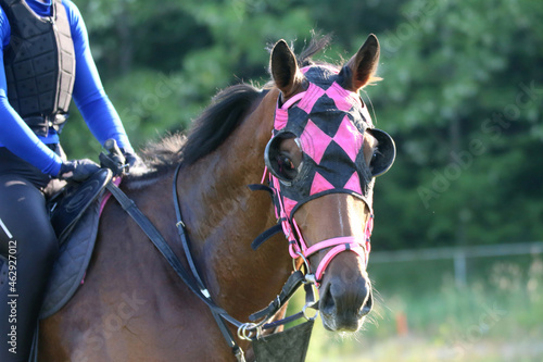 Head shot closeup portrait of a young racehorse photo