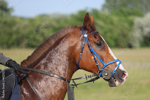 Head shot closeup portrait of a young racehorse