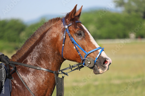 Head shot closeup portrait of a young racehorse © acceptfoto