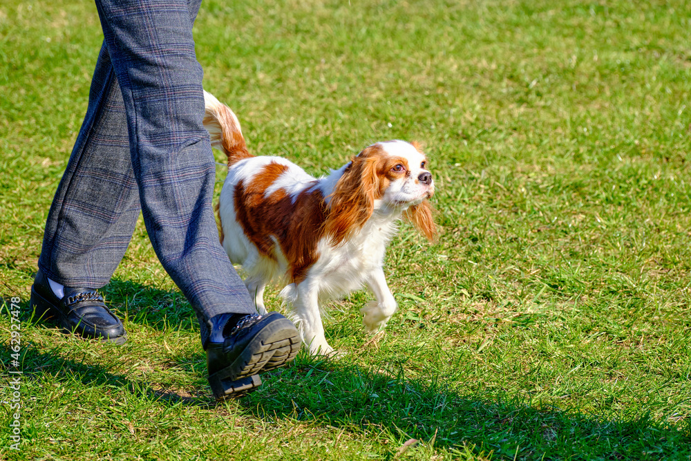Purebred dog cavalier King Charles spaniel on a walk