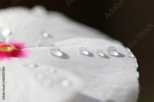 hearts made by rain drops on a white petal flower