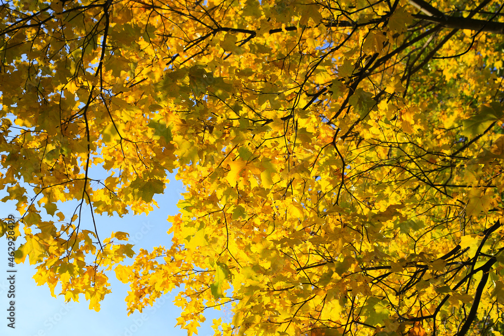 Bright autumn maple foliage illuminated by the sun Bright autumn maple foliage illuminated by the sun