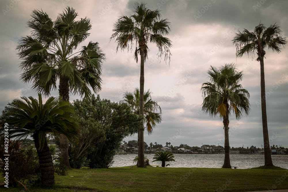 Palms in Galveston, Texas