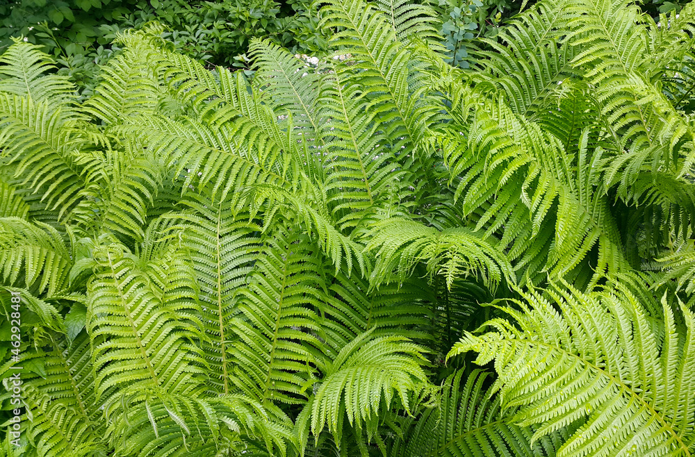 Fresh green foliage of fern bush after rain