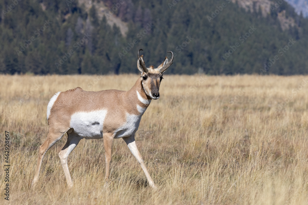 Pronghorn Antelope Buck in Grand Teton National Park Wyoming in Autumn
Pronghorn Antelope Buck in Grand Teton National Park Wyoming in Autumn