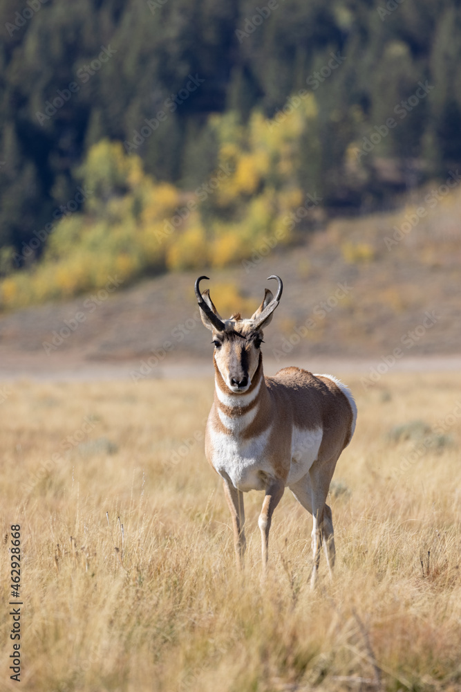Pronghorn Antelope Buck in Grand Teton National Park Wyoming in Autumn
Pronghorn Antelope Buck in Grand Teton National Park Wyoming in Autumn