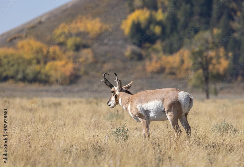 Pronghorn Antelope Buck in Grand Teton National Park Wyoming in Autumn
Pronghorn Antelope Buck in Grand Teton National Park Wyoming in Autumn