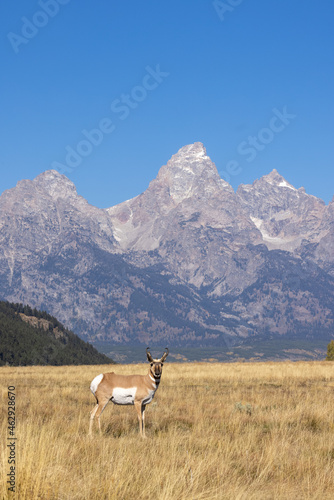 Pronghorn Antelope Buck in Grand Teton National Park Wyoming in Autumn 