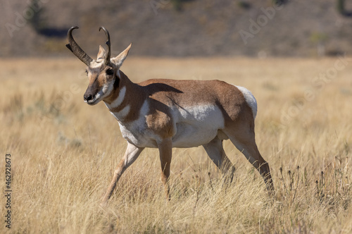 Pronghorn Antelope Buck in Grand Teton National Park Wyoming in Autumn

