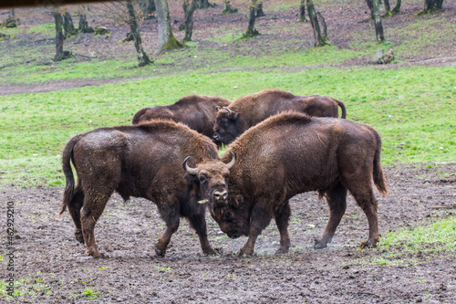 Pairs of wisent adults in the natural reserve of Hateg, Romania.
