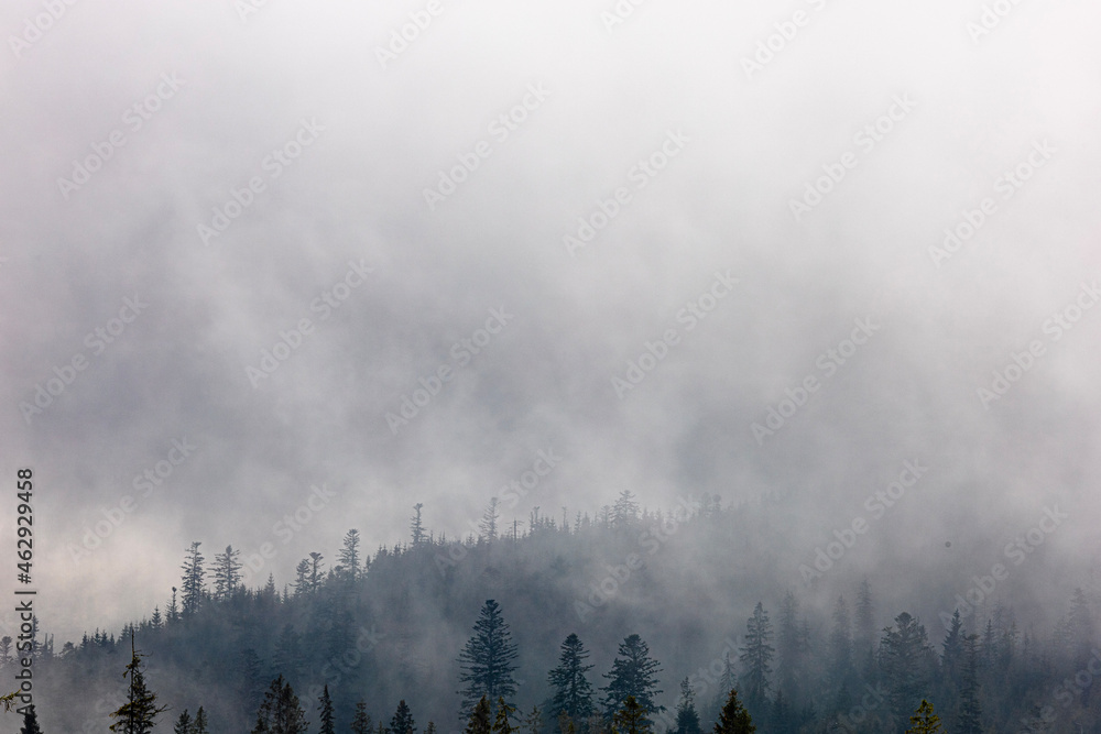 Misty morning. Mountain forest in the fog. Silhouettes of trees. Forest fire and smoke.