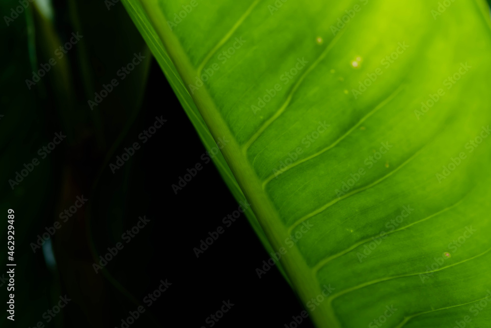 background of tropical plant leaf texture background of tropical plant leaf texture