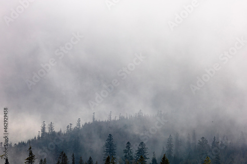 Misty morning. Mountain forest in the fog. Silhouettes of trees. Forest fire and smoke.