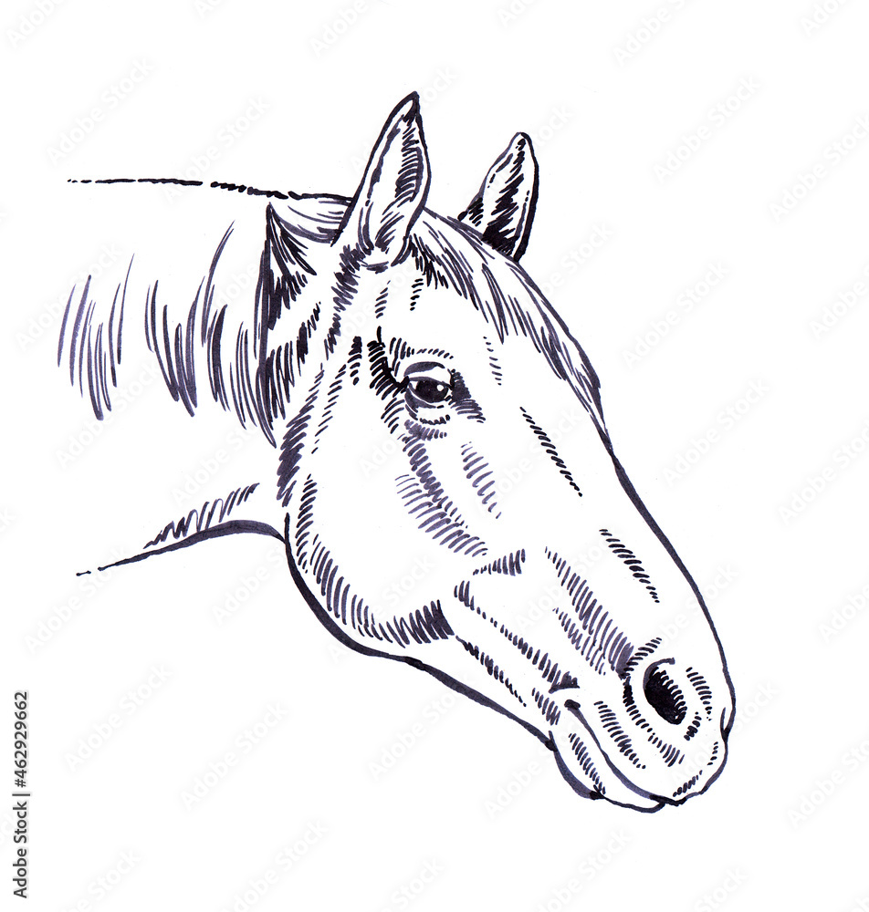 Obraz premium engrave ink draw horse illustration
