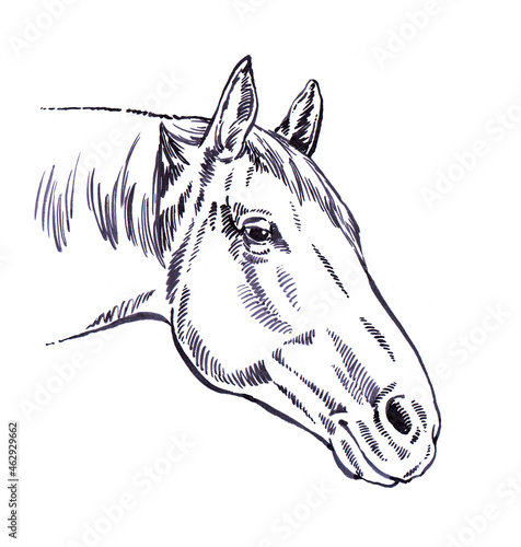Fototapeta Naklejka Na Ścianę i Meble -  engrave ink draw horse illustration