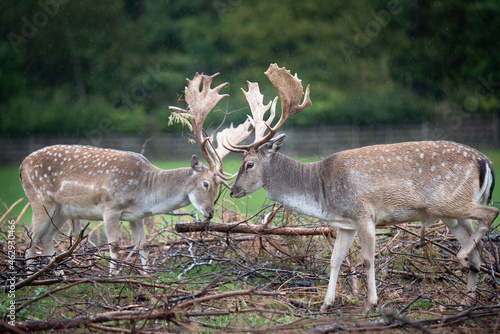 Two deers,  Dama dama deer, European fallow deer photo