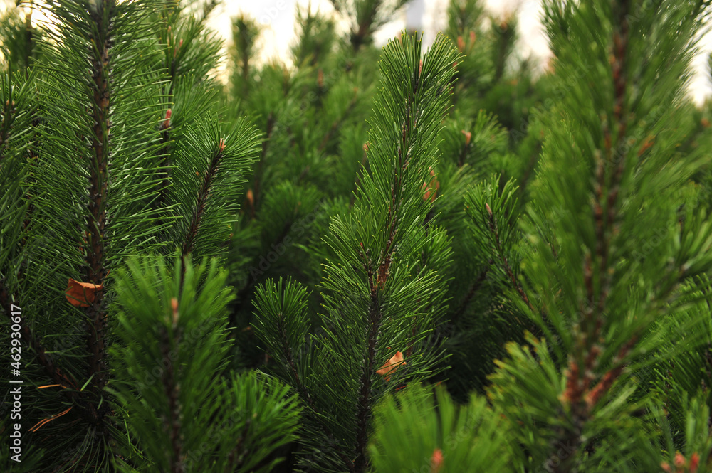 pine needles pine needles