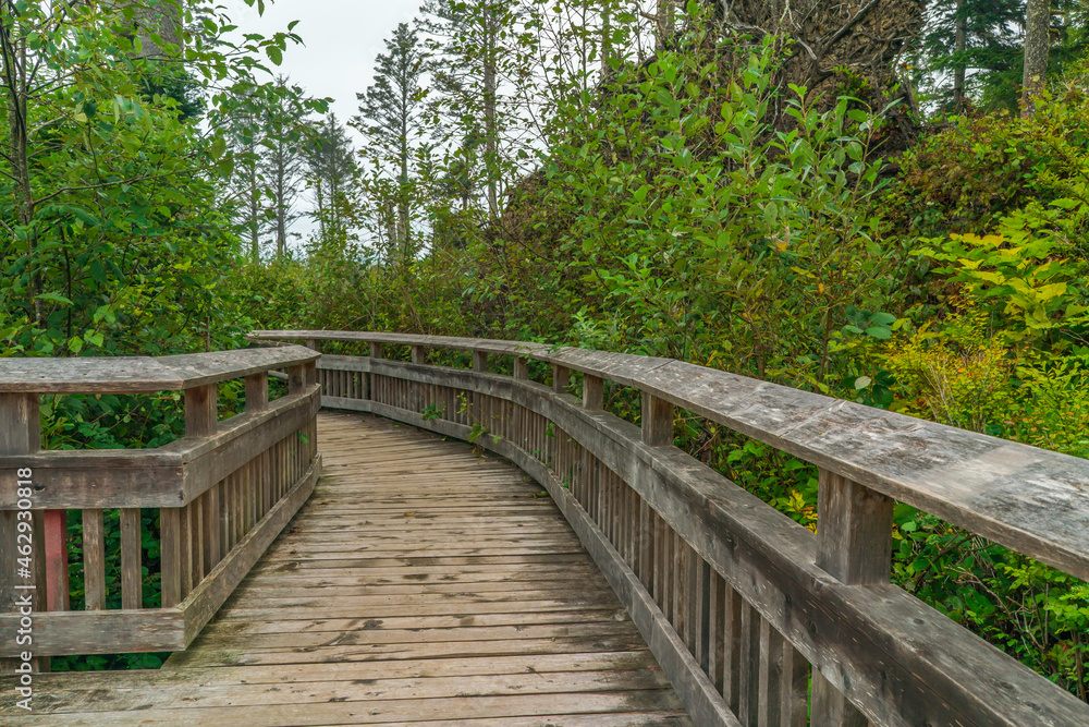 Rockaway Big Tree Boardwalk, Oregon Coast Highway 101 Rockaway Big Tree Boardwalk, Oregon Coast Highway 101