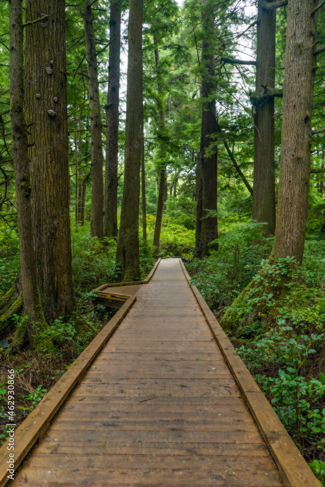 Rockaway Big Tree Boardwalk, Oregon Coast Highway 101