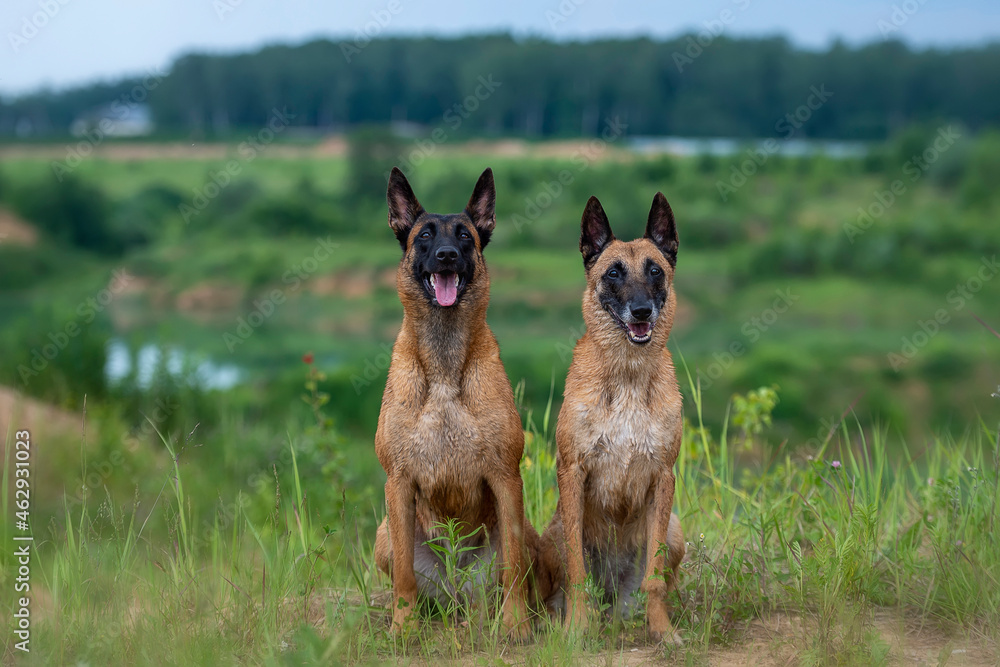 Two sitting Belgian shepherd malinois dogs on a meadow Two sitting Belgian shepherd malinois dogs on a meadow